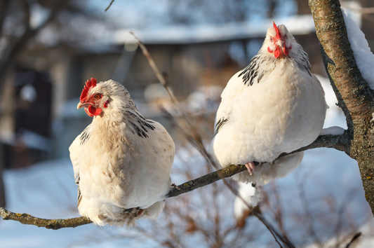 How Do chickens Stay Warm in Winter?