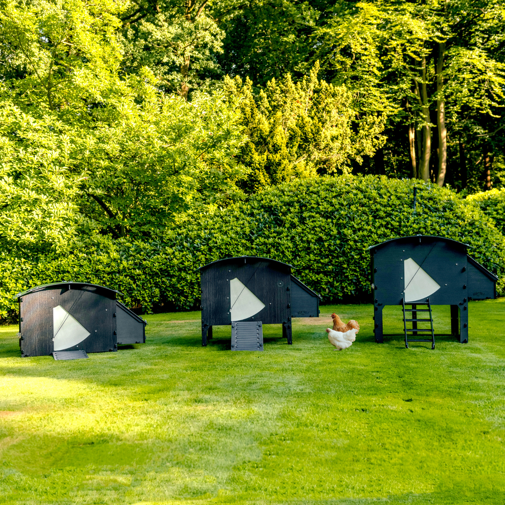 What is a Coop & What Size Should it Be?