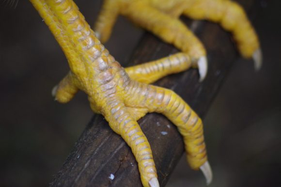 Wat is de beste maat zitstok voor kippen?