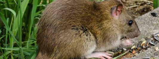 How to stop wildlife eating my chicken feed?