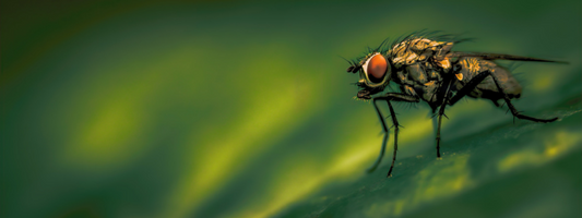 Why do chickens attract flies and what can I do about it?