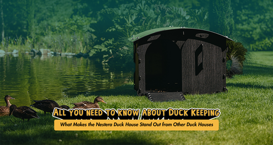 What Makes the Nestera Duck House Stand Out from Other Duck Houses