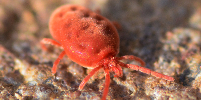 How to recognise red mites and what are their effects on poultry?