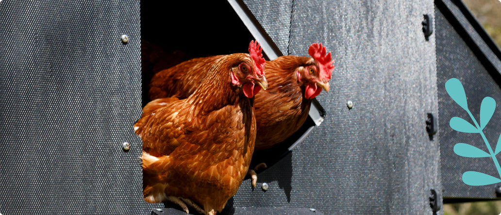 Welke kippenhok grootte moet ik aankopen?