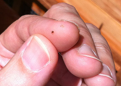 5 tips om rode mijt te vermijden